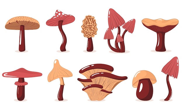 Collection of simple edible and poisonous mushrooms in flat style