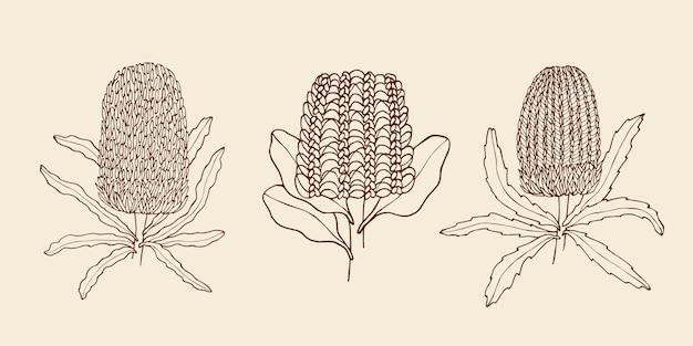 Vector collection of sketch banksia flowers