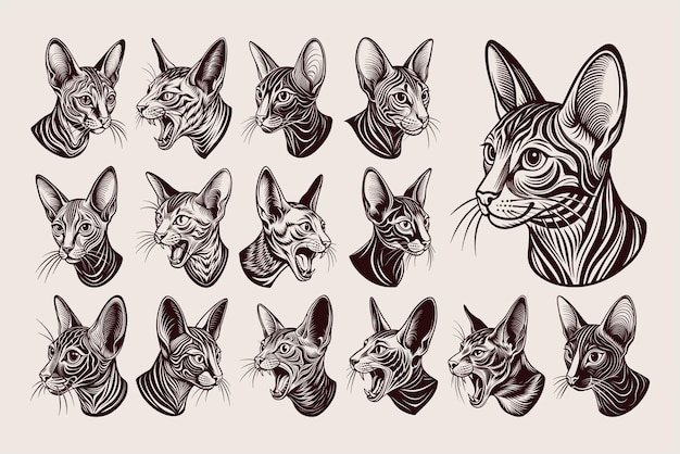 a collection of sketches of cats and cats