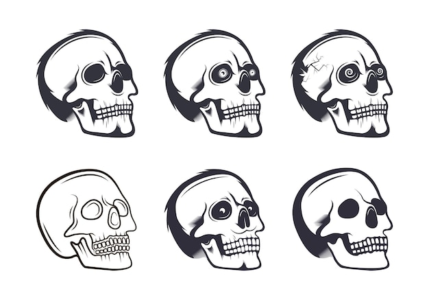 Collection of skulls