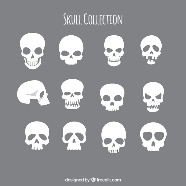 Collection of skulls