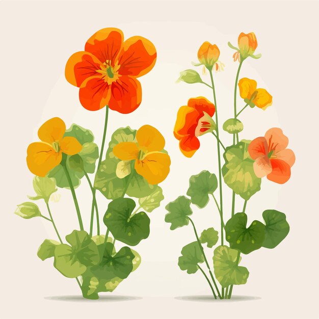 Vector a collection of sleek and minimalistic nasturtium illustrations