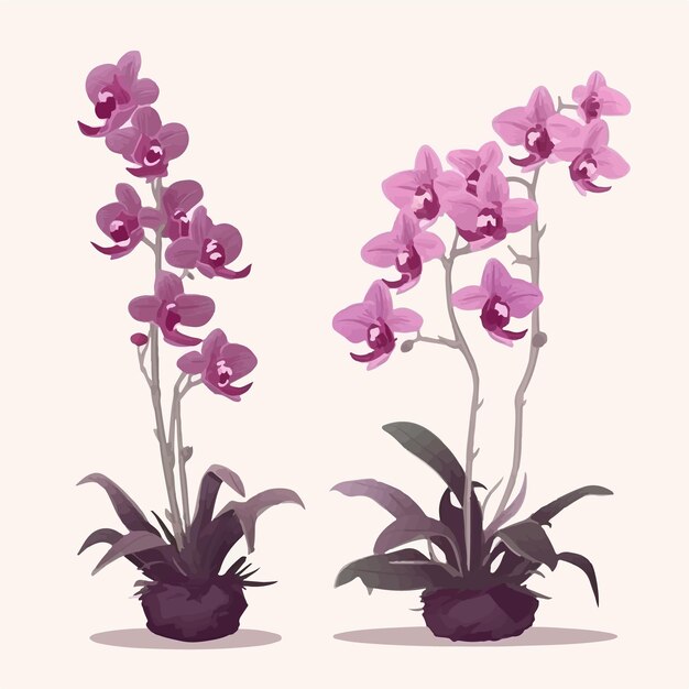 Vettore una raccolta di illustrazioni di orchidee eleganti e minimaliste