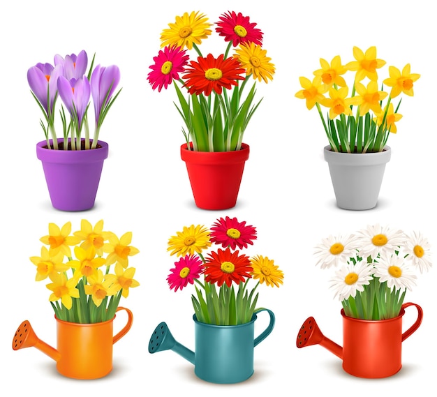 Collection of spring and summer colorful flowers in pots and watering can.