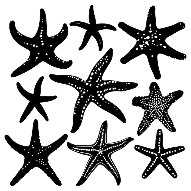 Vettore una collezione di stelle marine una delle quali si chiama stella marina