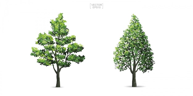 Collection of tree isolated on white background.