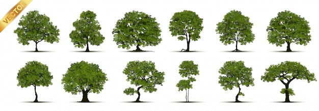 Collection of tree