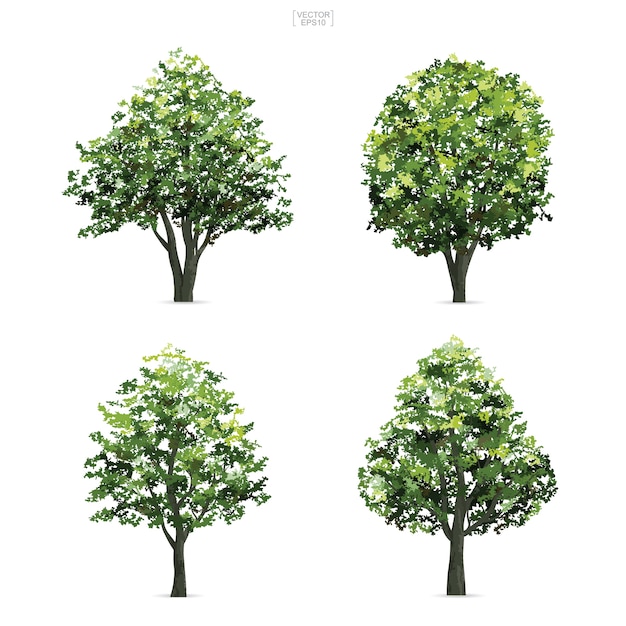 Collection of tree.