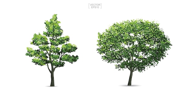 Vector collection of tree.