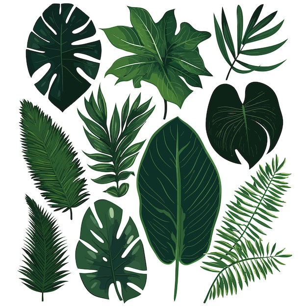 熱帯の葉、ヤシの葉、夏の自然な緑の葉のコレクション