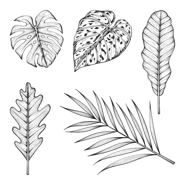 Vector collection of tropical leaves isolated on white