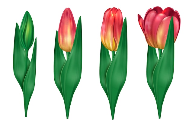 Collection of tulips which open up illustration