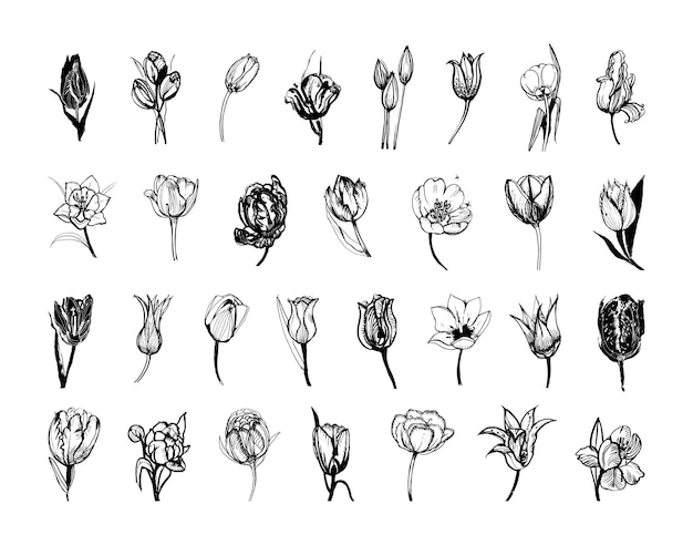 Vector collection of tulips