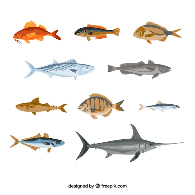 Vector collection of various fish