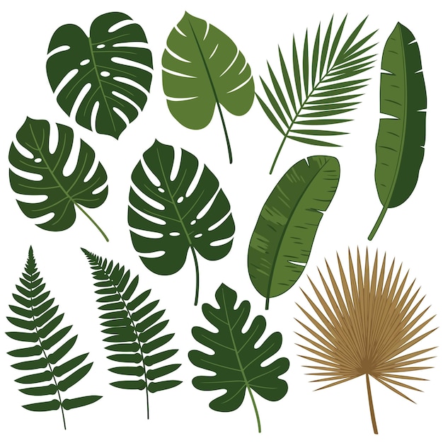 Collection of various tropical leaves illustrations