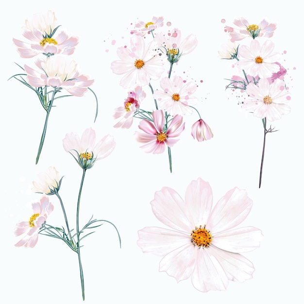 Vector collection of vector cosmos flowers in watercolor realistic style