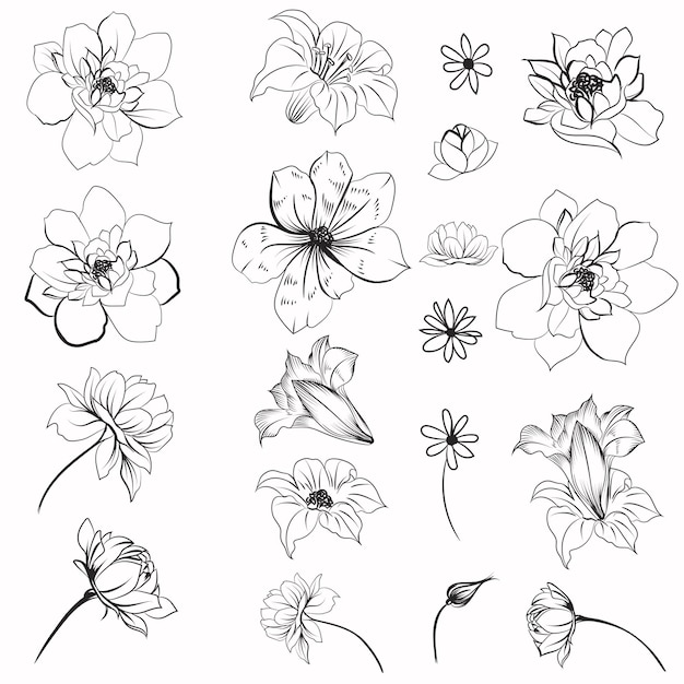 Collection of vector daisy flowers for design