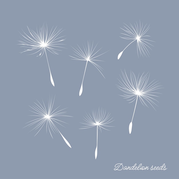 Collection of vector dandelion seeds