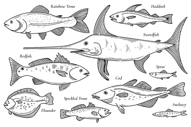 Collection of vector fish illustration Scetch seafood set