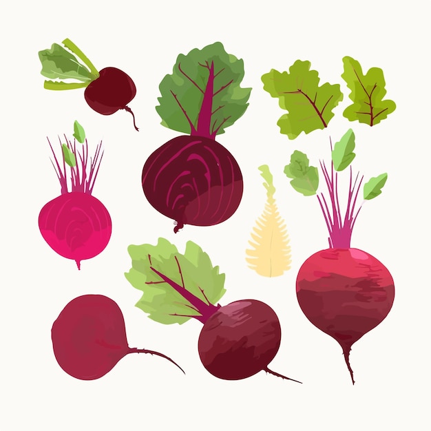 Collection of vector illustrations of beetroot soup in a bowl