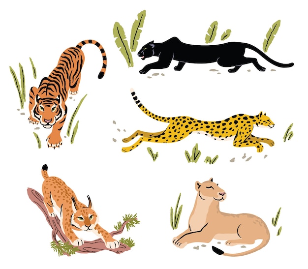 Collection of vector illustrations of tiger jaguar panther lioness lynx bobcat leopard