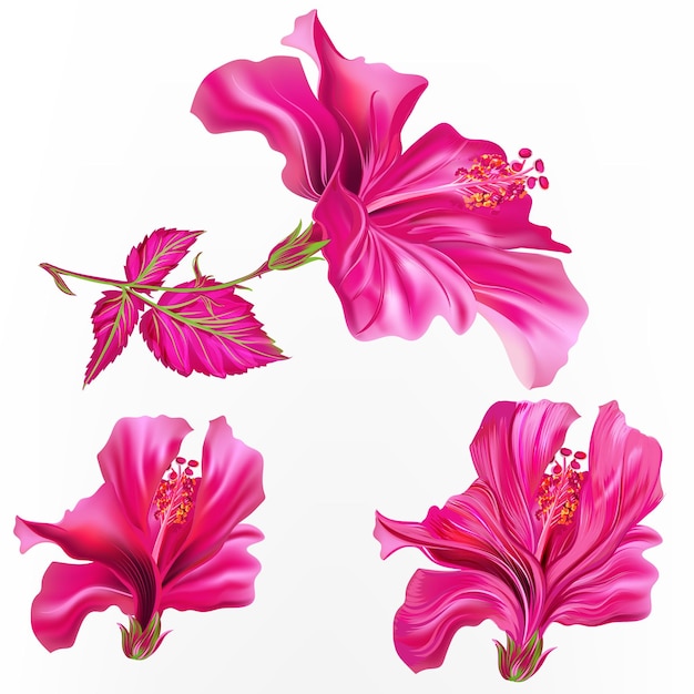 Collection of vector pink hibiscus flowers in bright colors