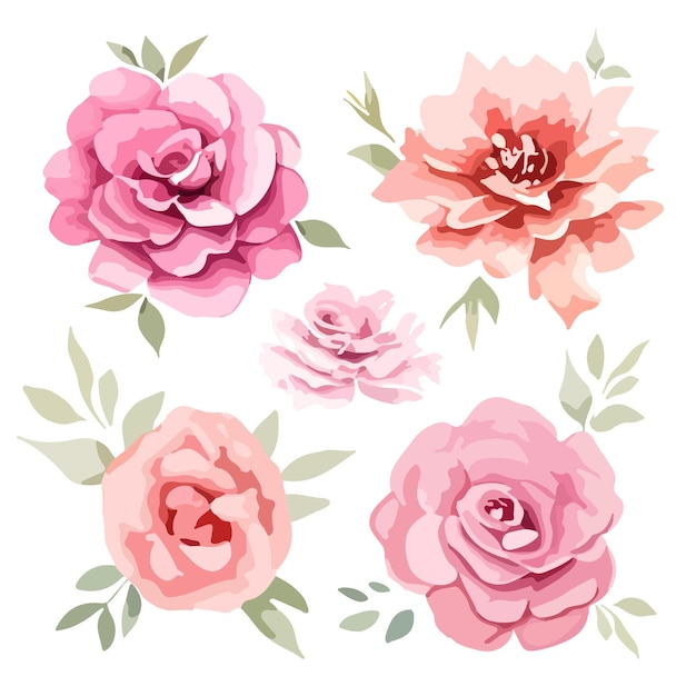 Raccolta di fiori rosa vettoriale su bianco impostato per il design illustrazione vettoriale