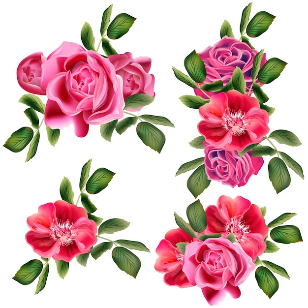 Collezione di rose vettoriali per il design