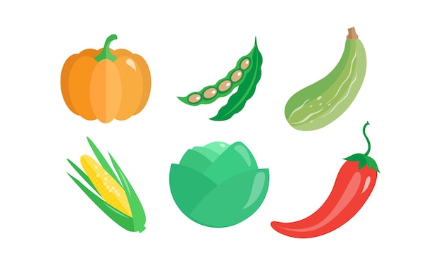 Collection of vegetables pumpkin green bean zucchini corncob cabbage hot chilli pepper vector