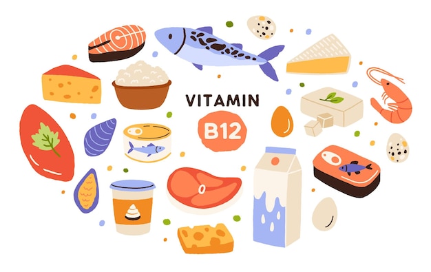 Collection of vitamin B12 food. Cottage cheese, eggs, sea food, fish, meat, dairy product. Dietetic products, organic natural nutrition. Flat vector cartoon illustration isolated on white background.