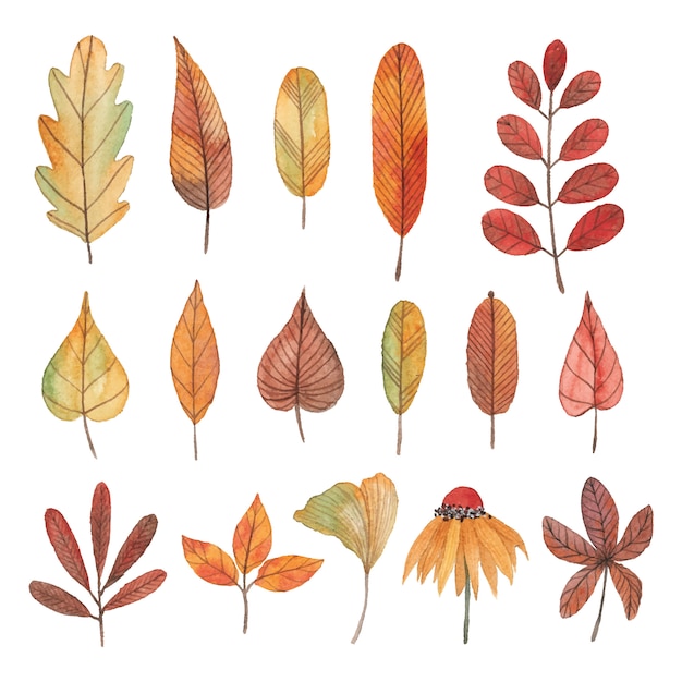 Collection of watercolor autumn leaves, flowers and branches