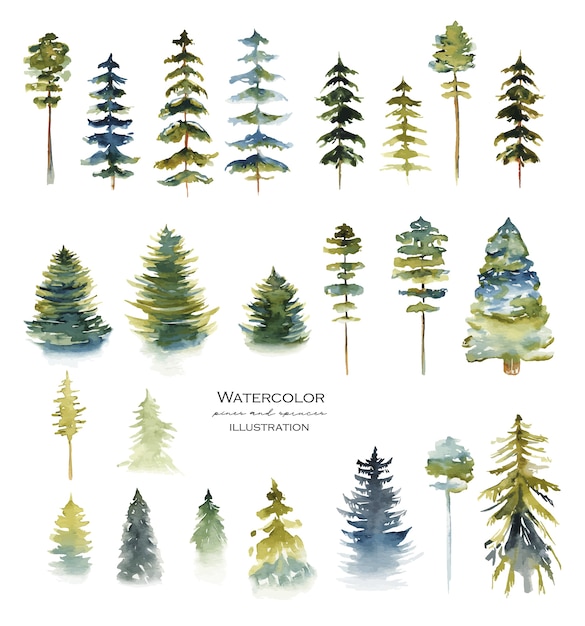 Vector collection of watercolor conifers pine trees and firs hand drawn isolated illustration on white