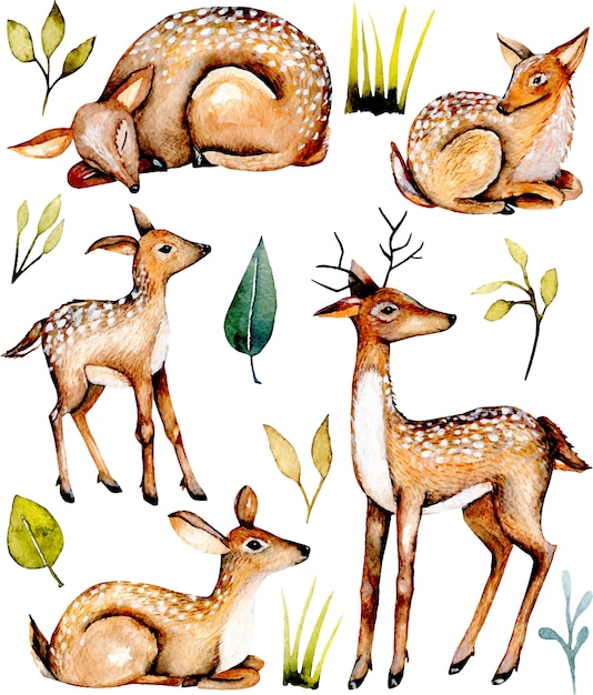 Collection of watercolor deers and baby deers