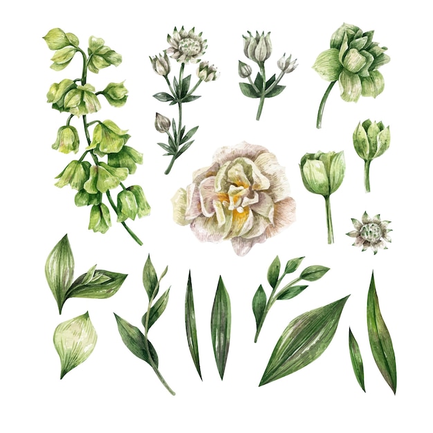 collection of watercolor elements  flowers herbs leaf diy flower elements