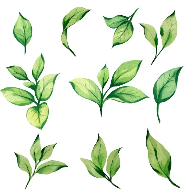 collection of watercolor green leaves