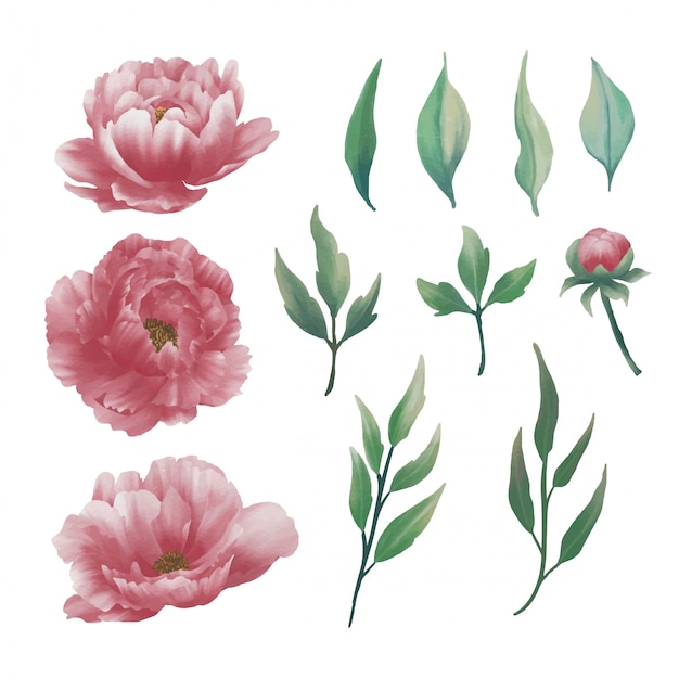 collection of watercolor peony flower elements