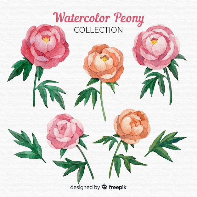 Collection of watercolor peony flowers