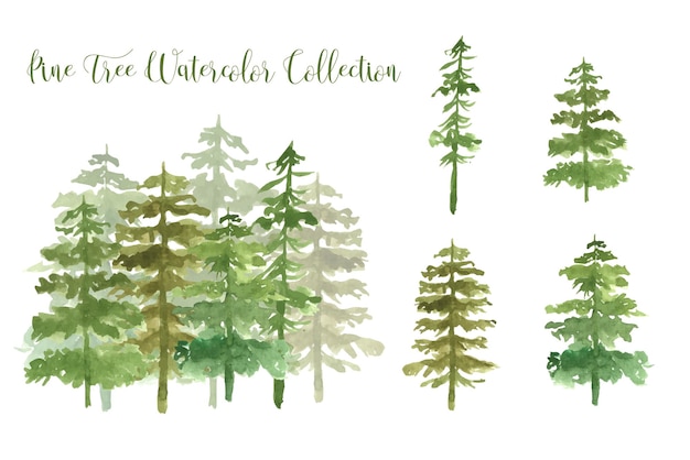 Vector collection of watercolor pine tree with shadow