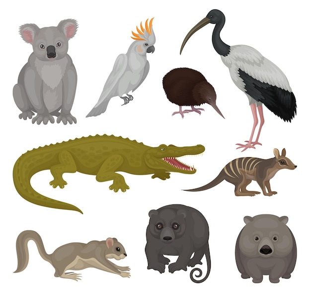 Collection of wild Australian animals and birds Wildlife and fauna theme Graphic elements for poster of zoo or children book Colorful vector illustrations in flat style isolated on white background