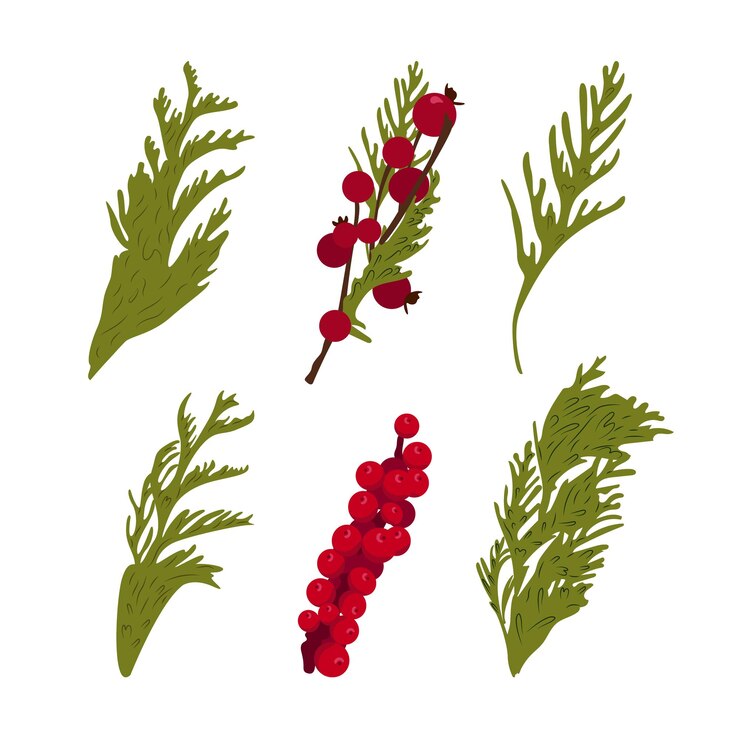 Vector collection with boxwood sprig and holly flat vector christmas decor in minimalistic style