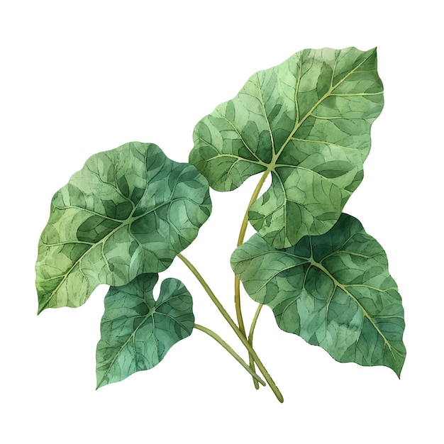 colocasia laat vector illustratie in aquarel stijl