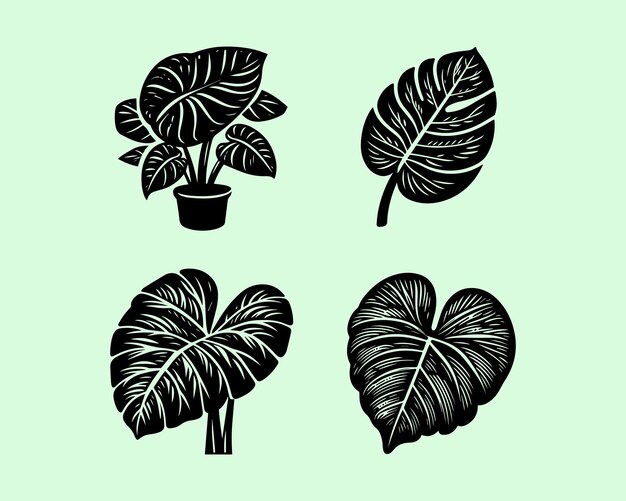 Vector colocasia plant silhouette vector icon graphic logo design