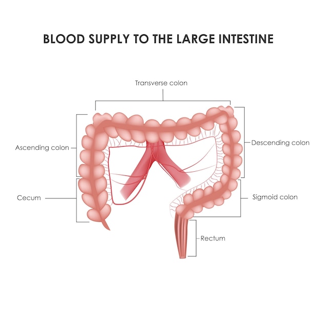 Colon arteries medical vector illustration