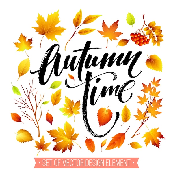 Vector color autumn leaves on white background.