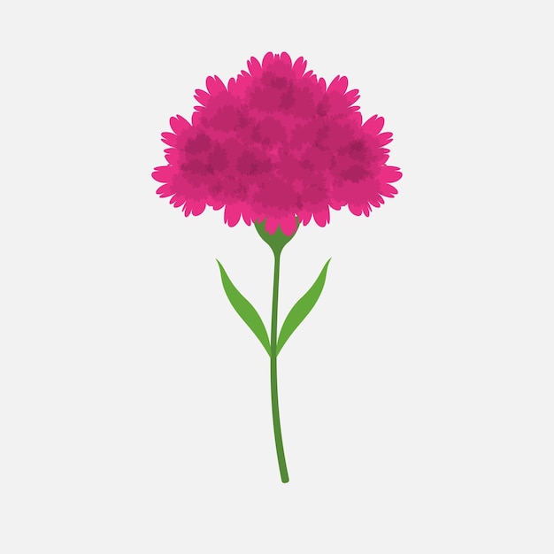 Color carnation flower plant isolated flat design vector illustration on white background