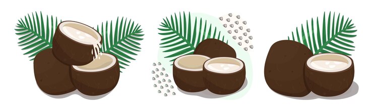 Vector color coconut set nut with palm leaves vector colorful illustrations