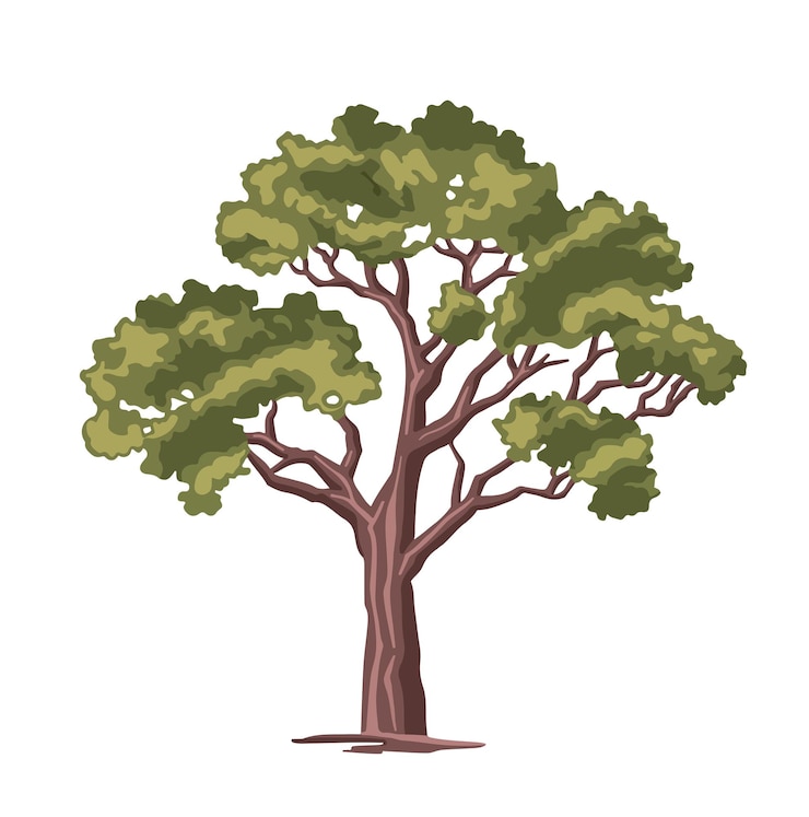 Vector color illustration of a deciduous poplar tree