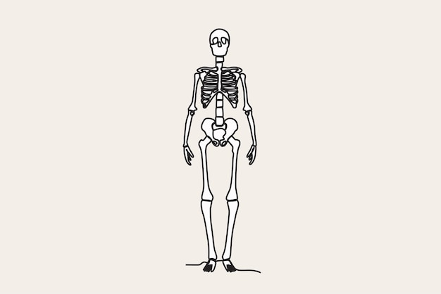 인간 골격의 전면 뷰에 대한 컬러 그림 인간 골격 oneline 그리기