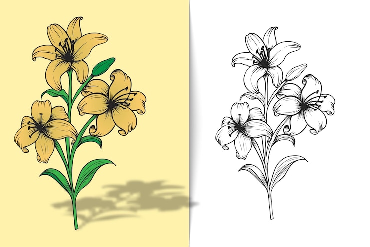 Vector color illustration of a lily coloring page