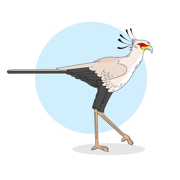 Vector color illustration of secretary bird on white background